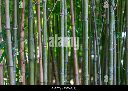 Die Stengel aus Bambus. Grüner Bambus Nahaufnahme. Die Textur der Bambus Vegetation. Stockfoto