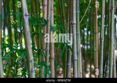 Die Stengel aus Bambus. Grüner Bambus Nahaufnahme. Die Textur der Bambus Vegetation. Stockfoto