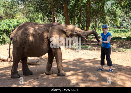 Frau mit Fedora Fütterung junger Elefant in Uganda Wildlife Education Center, Entebbe, Uganda Stockfoto