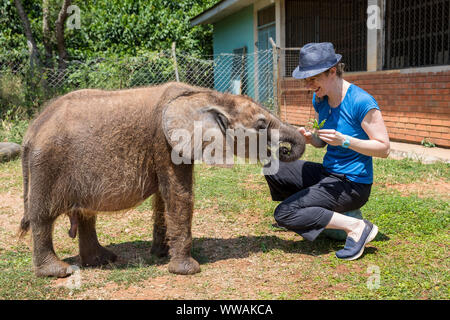 Frau mit Fedora Fütterung Elefant Kalb in Uganda Wildlife Education Center, Entebbe, Uganda Stockfoto