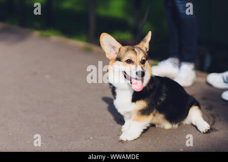 Glücklich und Aktiv reinrassiger Welsh Corgi Hund draußen im Gras an einem sonnigen Sommertag Stockfoto