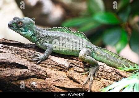 Eine grüne Basilisk bewegt sich auf einem Baum Stockfoto