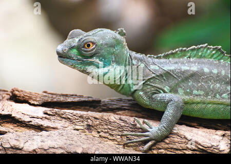 Porträt eines grünen Basilisk Stockfoto