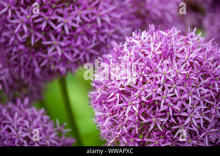 Cloesup von blühenden Blumen lila drumstick Allium im Garten Stockfoto