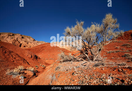 Schöne trockene T-Stück in der Desert Canyon gegen deep blue sky Stockfoto