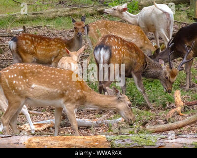 Damwild, Sika, Rehe im Wald Stockfoto