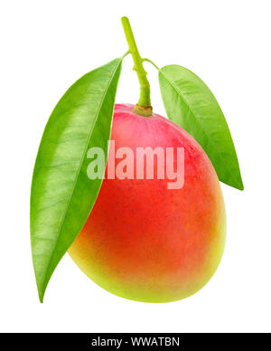 Isolierte Mango. Eine rote grüne Mango Früchte hängen an einem Ast mit Blättern auf weißem Hintergrund mit Freistellungspfad isoliert Stockfoto