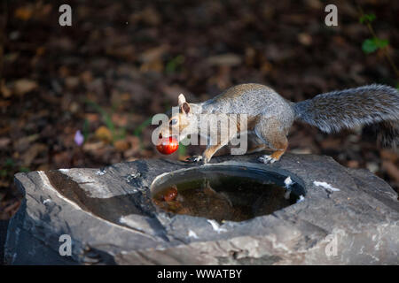 Ein graues Eichhörnchen in einem Vorort Garten im Süden Londons trägt ein conker in seinen Mund, als er steht auf einer Schiefertafel Birdbath. Wie meteorologischen Herbst begonnen hat, Eichhörnchen Start zu horten Nahrung durch Vergraben conkers und andere Lebensmittel. Stockfoto