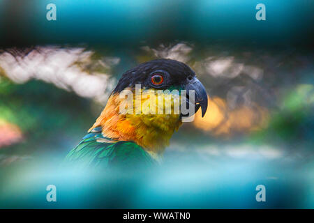 In der Nähe von Black-headed Parrot mit Bokeh Effekt im Hintergrund. - Bild Stockfoto