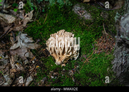 Coral Pilze im Wald Stockfoto