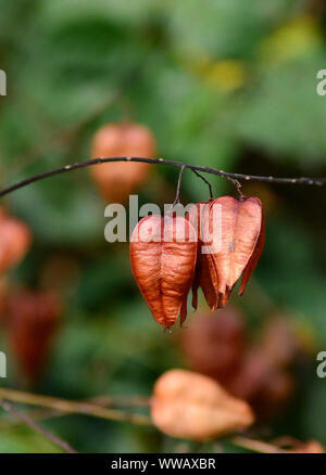 Golden Rain - Baum Samenkapseln, getrocknete Samen pod Koelreuteria paniculata Stockfoto