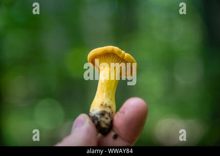Pfifferlinge im Wald Stockfoto