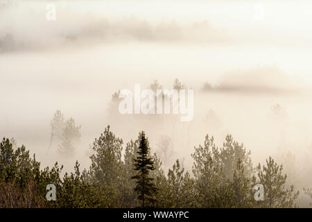 Morgennebel über eine lederfarn mit Feder Bäume auf den nahe gelegenen Hügeln bog, Greater Sudbury, Ontario, Kanada Stockfoto