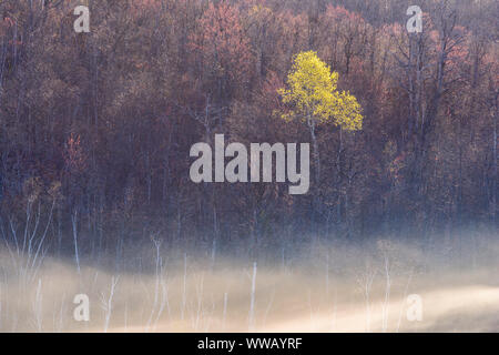 Morgennebel über eine lederfarn mit Feder Bäume auf den nahe gelegenen Hügeln bog, Greater Sudbury, Ontario, Kanada Stockfoto