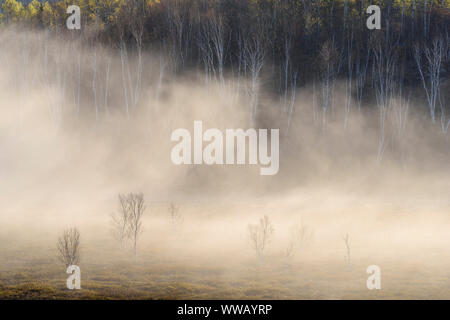 Morgennebel über eine lederfarn mit Feder Bäume auf den nahe gelegenen Hügeln bog, Greater Sudbury, Ontario, Kanada Stockfoto