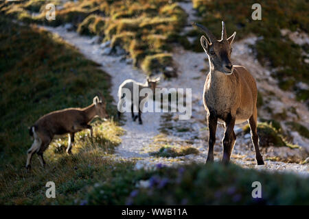 Alpensteinbock (Capra ibex, Capra ibex Ibex), Weibchen mit ihren Jungtieren im Herbst, Sella Nevea, Montasi, Alpen, Italien Stockfoto