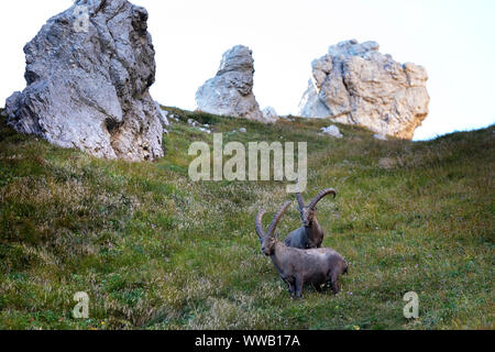 Zwei männliche alpine Steinböcke Capra ibex auf einem steilen Berg, Montasio, Italien Stockfoto