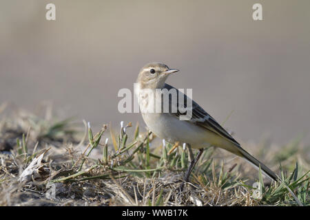 Die schafstelze Vogel. Stockfoto