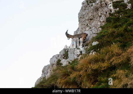 Männliche alpine Steinbock Capra ibex steht auf einem Felsen auf einen steilen Berg, Montasio, Italien Stockfoto