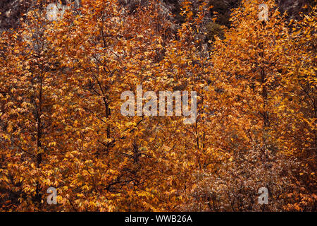 Schönen Herbst Landschaft, wunderschöne große Bäume mit goldenen Laub abgedeckt, natürliche Hintergrund, Wechsel der Jahreszeiten Konzept Stockfoto