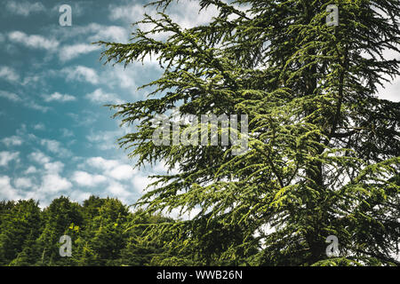 Erstaunlich großen Zedern über wunderschöne bewölkter Himmel Hintergrund, gefährdete Art von immergrünen Bäumen, majestätische Natur des Libanon, eco Tourismus Stockfoto