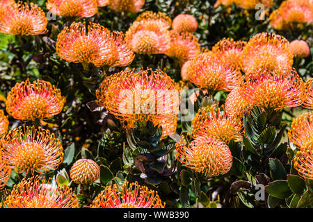 Universität von Kalifornien in Santa Cruz Arboretum, Nadelkissen Protea Stockfoto