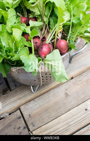 Selbst angebauten Radieschen in einem Sieb Stockfoto