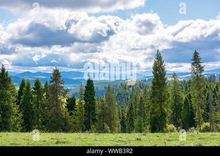 Wunderschöne alpine Landschaft im September. Fichten am Rand einer Wiese Wiese. windiges Wetter mit bewölktem Himmel. Karpaten Bergrücken kamjank Stockfoto