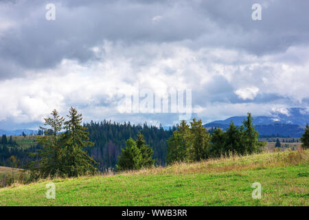 Wälder auf sanften Hügeln Fichte. september Wetter mit bewölktem Himmel. Bergkette in der Ferne. gras wiese Stockfoto