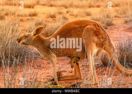 Seitenansicht des rote Känguru mit Joey in eine Tasche, Macropus Rufus, auf dem roten Sand von Outback Zentral Australien bei Sonnenuntergang. Australische Beuteltier der Stockfoto