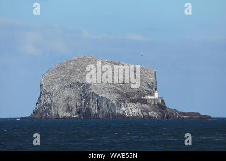 Bass Rock gannet Kolonie in der Firth-of-Forth, Schottland, Großbritannien. Stockfoto