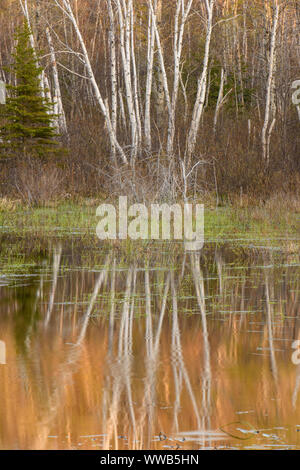 Neue Feder Laub in eine Birke Wald am Ufer eines Bibers Teich, Greater Sudbury, Ontario, Kanada Stockfoto