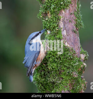 [Kleiber Sitta europaea] auf bemoosten Baumstumpf Stockfoto