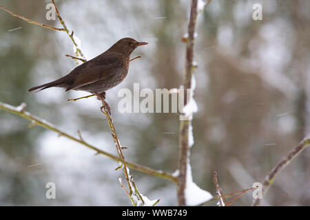 [Weibliche Amsel Turdus merula] auf kleinen Baum im Schnee Stockfoto