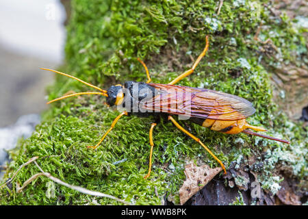 Große Holz Wasp [Urocerus gigas], weiblich Übersicht ovipositor Stockfoto