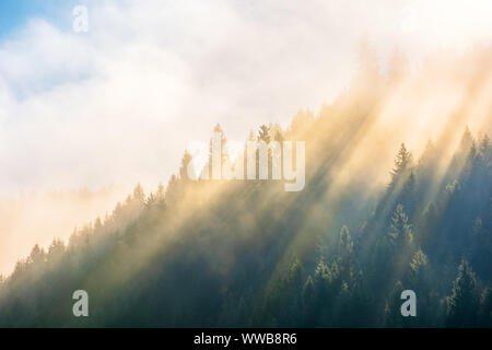 Sun Licht durch Nebel und Wolken über dem Wald. Bäume auf dem Hügel Fichte gesehen von unten. magische Natur Landschaft im Herbst. schönen Morgen dre Stockfoto