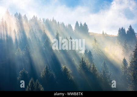 Sun Licht durch Nebel und Wolken über dem Wald. Bäume auf dem Hügel Fichte gesehen von unten. fantastische Natur Landschaft. Morgen motivation Konzept Stockfoto