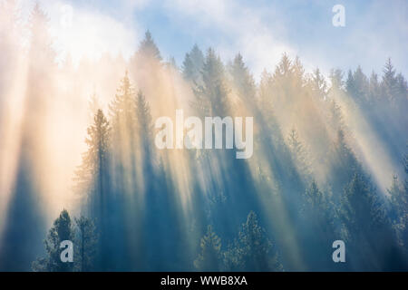 Sun Licht durch Nebel und Wolken über dem Wald. Bäume auf dem Hügel Fichte gesehen von unten. fantastische Natur Landschaft. Morgen motivation Konzept Stockfoto