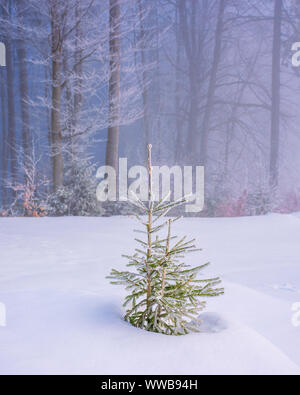 Die verzauberte Winterlandschaft. kleine Fichte im Raureif auf eine verschneite Wiese vor einer Buche Wald im Nebel. Süße Weihnachten backgroun Stockfoto