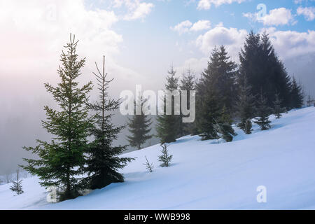 Wald am Morgen Fichte. Herrliche Winterlandschaft bei Nebel. Bäume auf einem schneebedeckten Hang Wiese. flauschige Wolken am blauen Himmel. myster Stockfoto