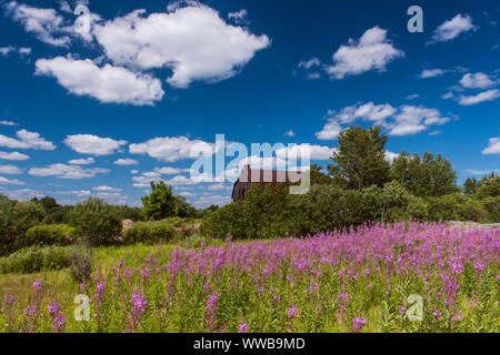 Eine alte Scheune mit einem Patch der Blüte fireweed, Greater Sudbury, Ontario, Kanada Stockfoto