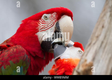 Scarlet Macaw Jousting Stockfoto