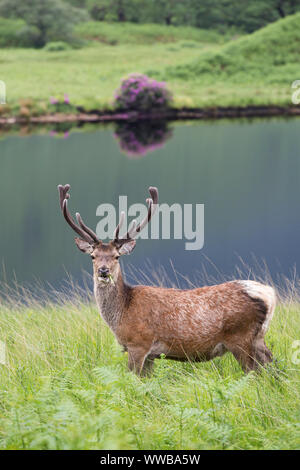Red Deer Hirsch [Cervus elaphus] Vor der kleinen Loch, Glen Etive, Schottland Stockfoto