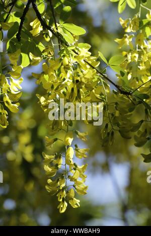 Laburnum anagyroides auch als goldener Regen, der wunderschönen gelben Blumen blühen bekannt Stockfoto