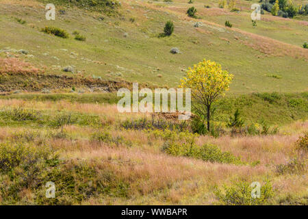 Herbst Farbe in die Prärie, Theodore Roosevelt National Park (Südafrika), North Dakota, USA Stockfoto