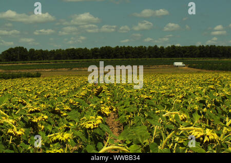 Bauernhof voller Sonnenblumen und eine Spur durch eine Straße im Hintergrund - weiße Baumwolle Wolken im blauen Himmel fließt Stockfoto