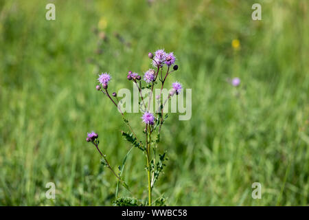 Blume von Mariendistel (Silybum marianum) im Sommergarten Stockfoto