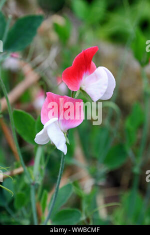 Sweet Pea (Lathyrus Odoratus) Painted Lady Stockfoto