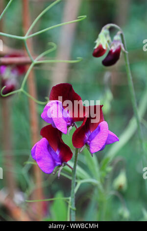 Sweet Pea (Lathyrus Odoratus) Cupani Stockfoto