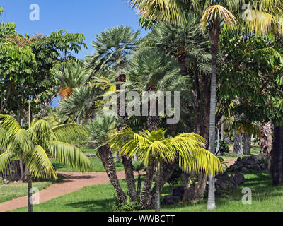 Verschiedene Palmen in verschiedenen Schattierungen von Grün in der Taoro Park auf Teneriffa, die Sonne leuchtet mit blauem Himmel über Stockfoto